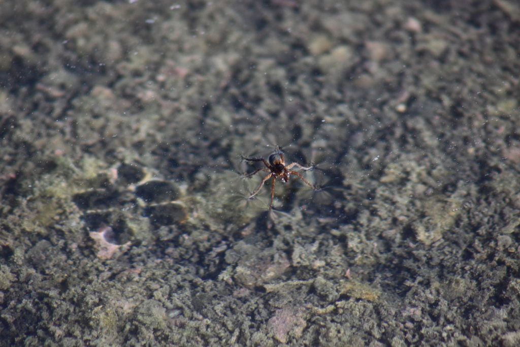 Pardosa sp.